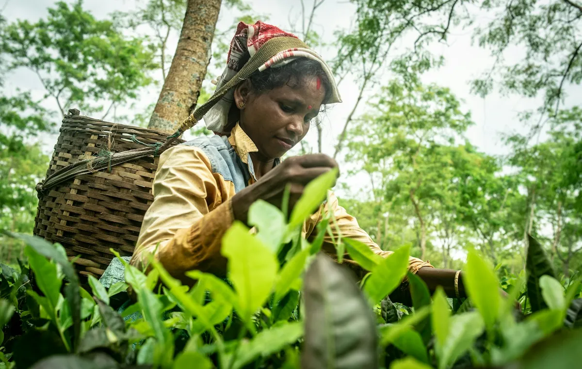 Botanical sourcing at Aaro Botanics