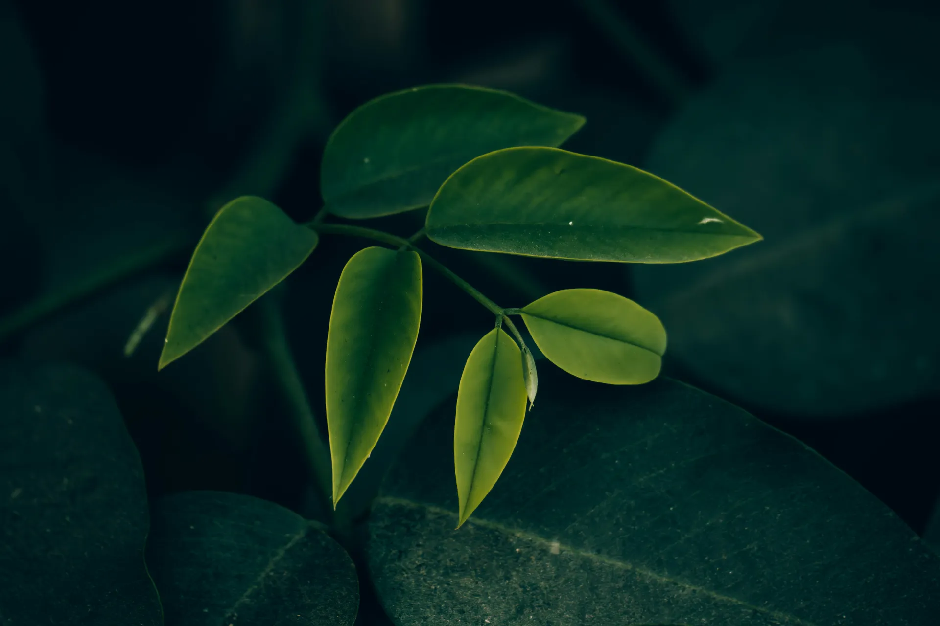Aaro Botanics Mission